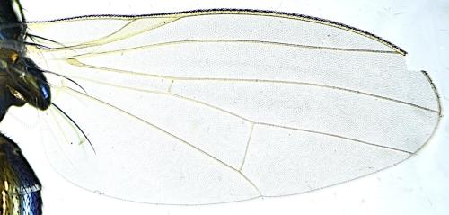 Réf. 329 243 : Calliopum sp.